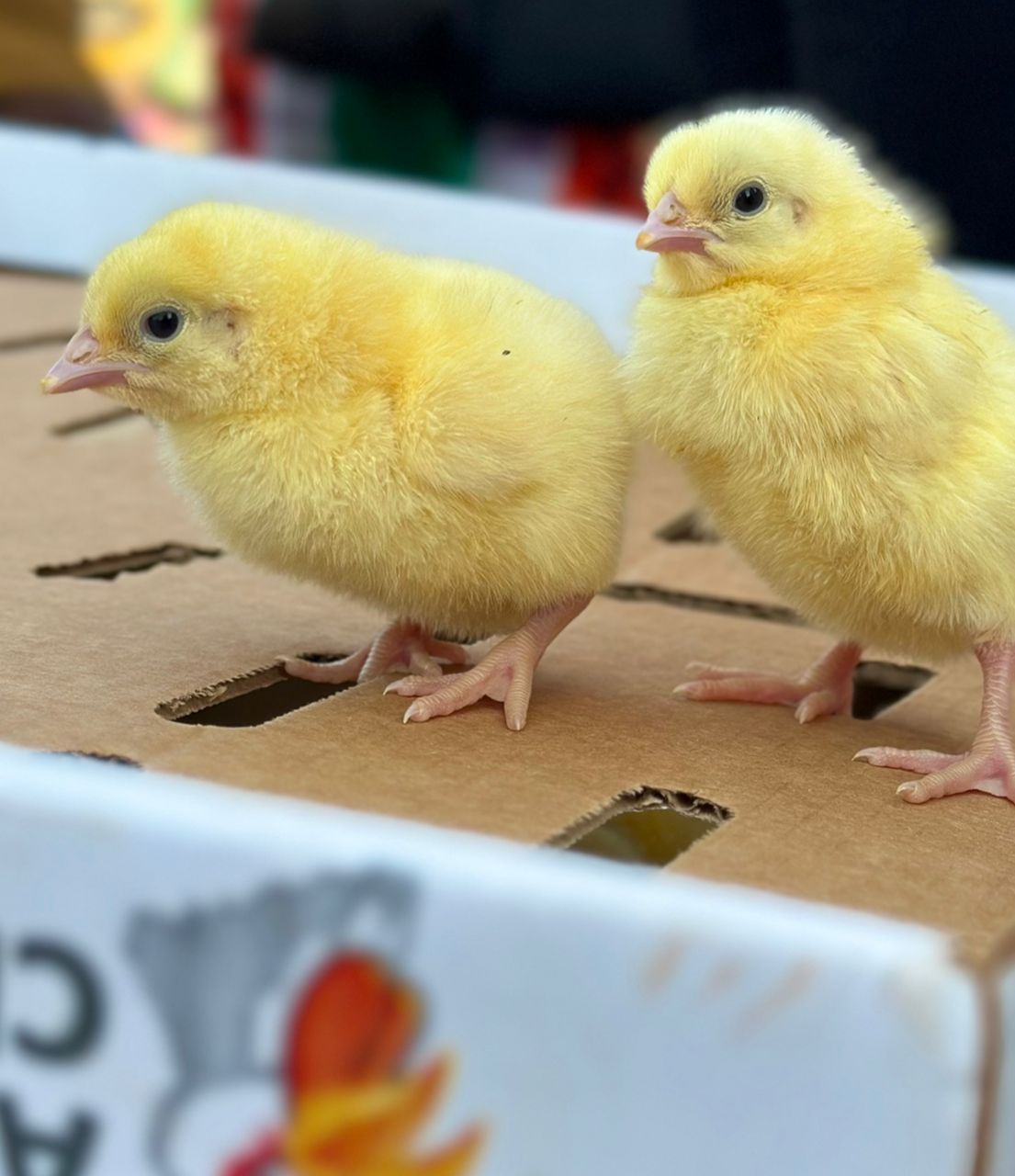 Animal Welfare
